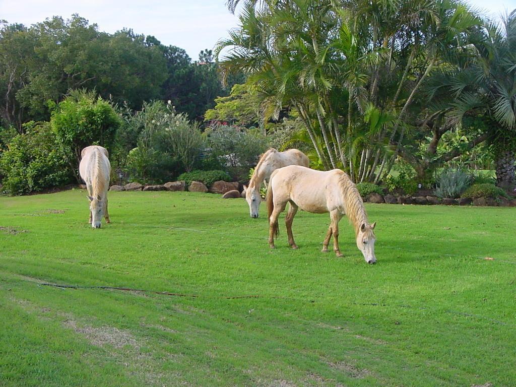 Tropical Coast Retreat - Pet Friendly - Adult Only Guest House Kingscliff Luaran gambar